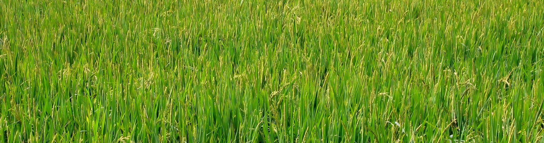 Large Chinese Rice Field
